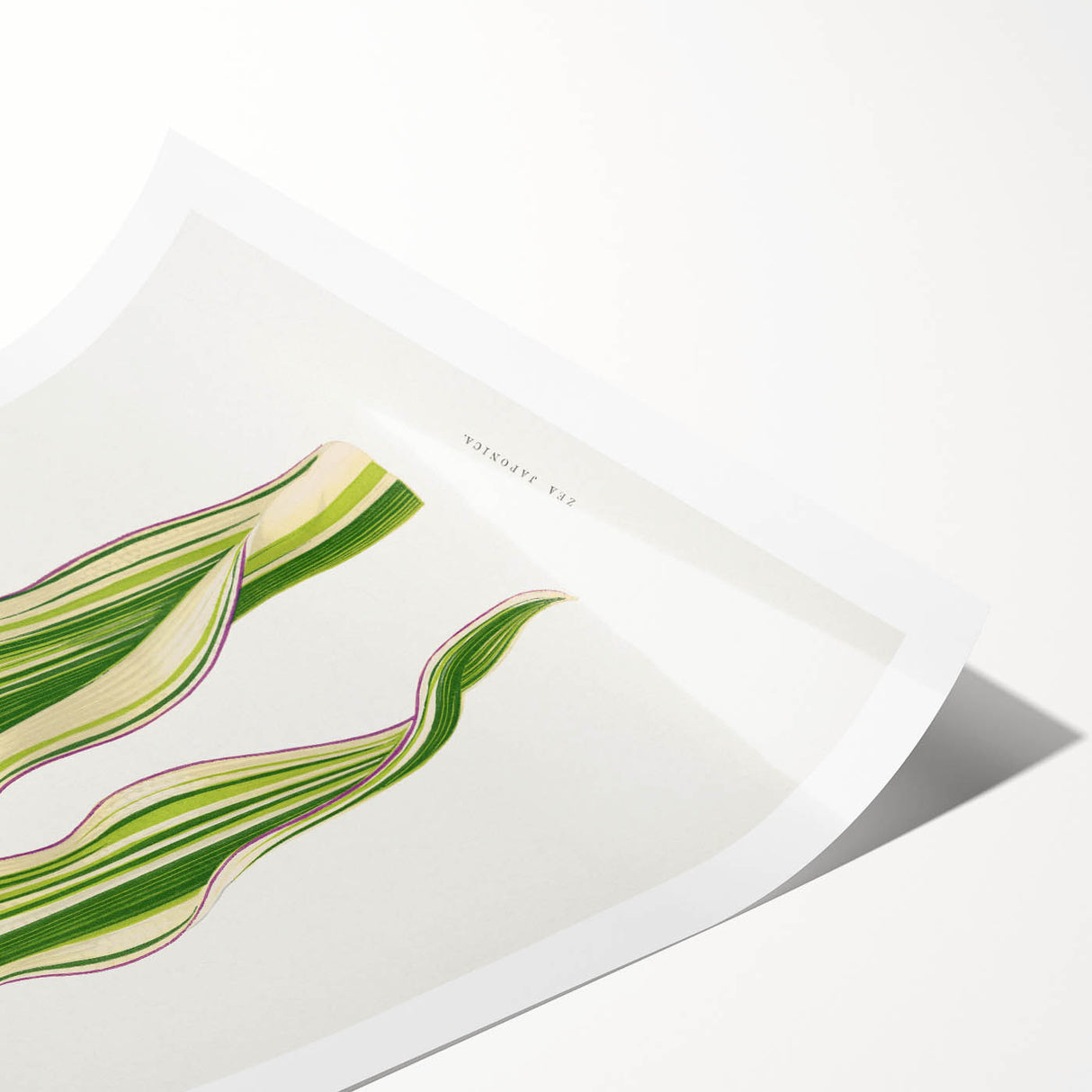 Historical Romanticism Canvas: Green Zea Japonica - Classic Art Prints