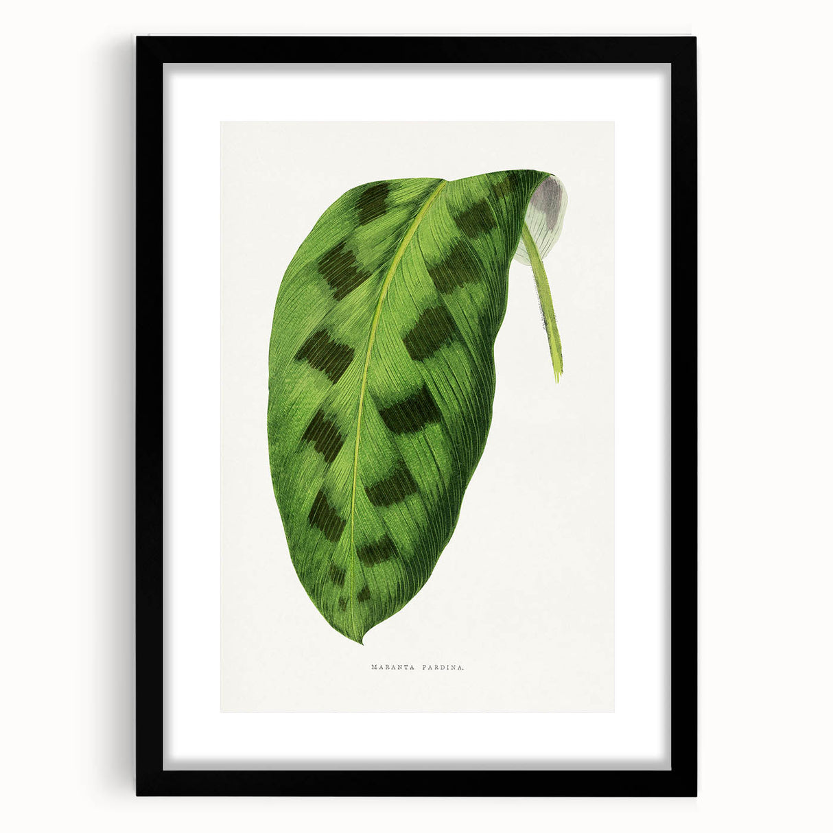 Classic Romantic Era Art: Green Maranta Leaf Illustration Print