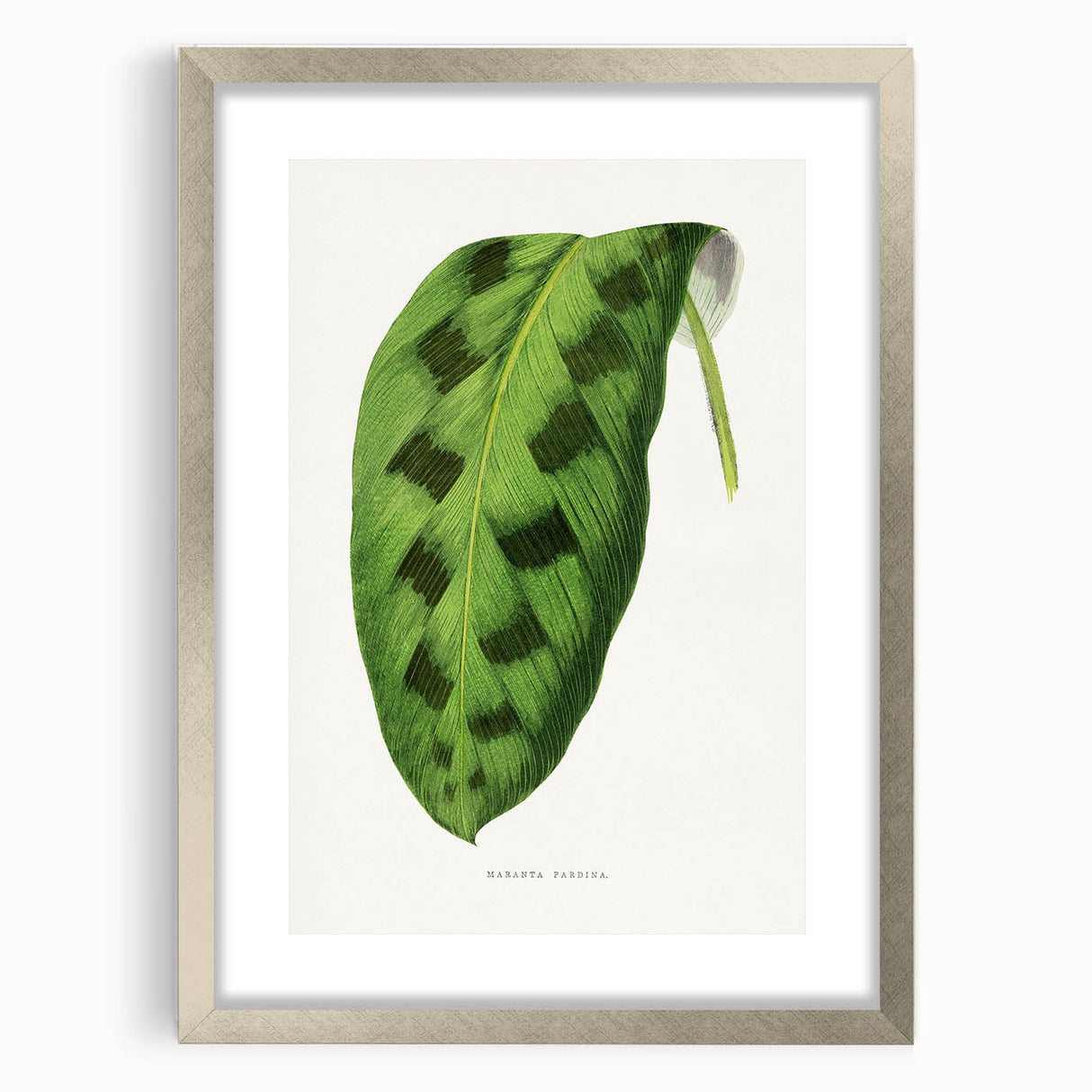 Classic Romantic Era Art: Green Maranta Leaf Illustration Print