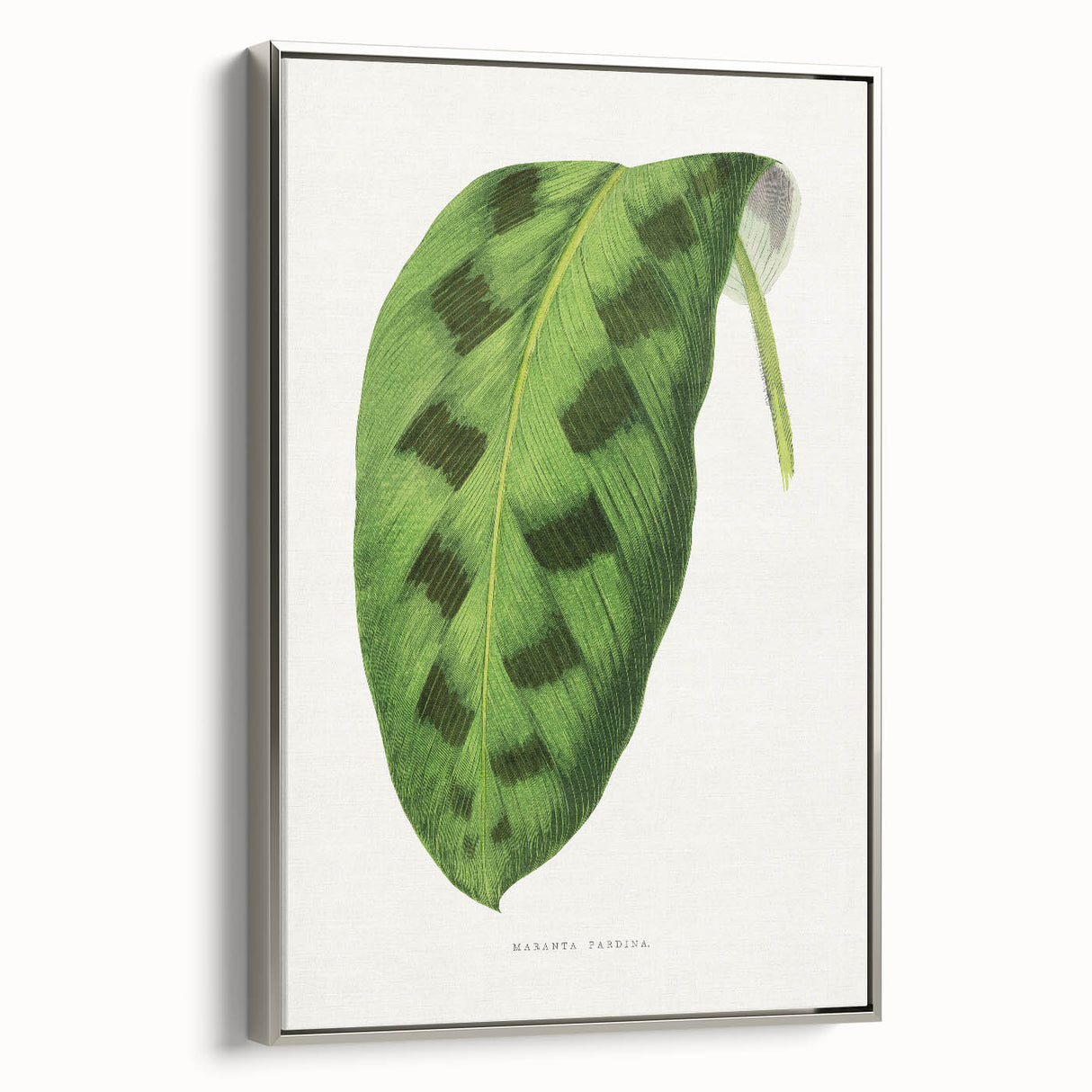 Classic Romantic Era Art: Green Maranta Leaf Illustration Print
