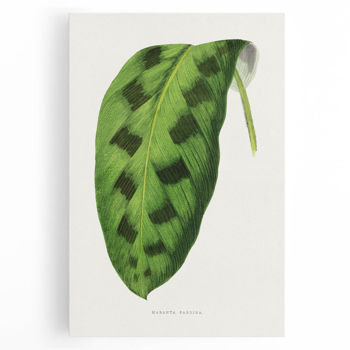 Classic Romantic Era Art: Green Maranta Leaf Illustration Print