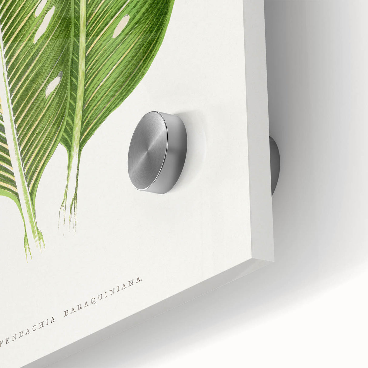 Classic Romantic Art: Green Dieffenbachia Leaf Illustration Print