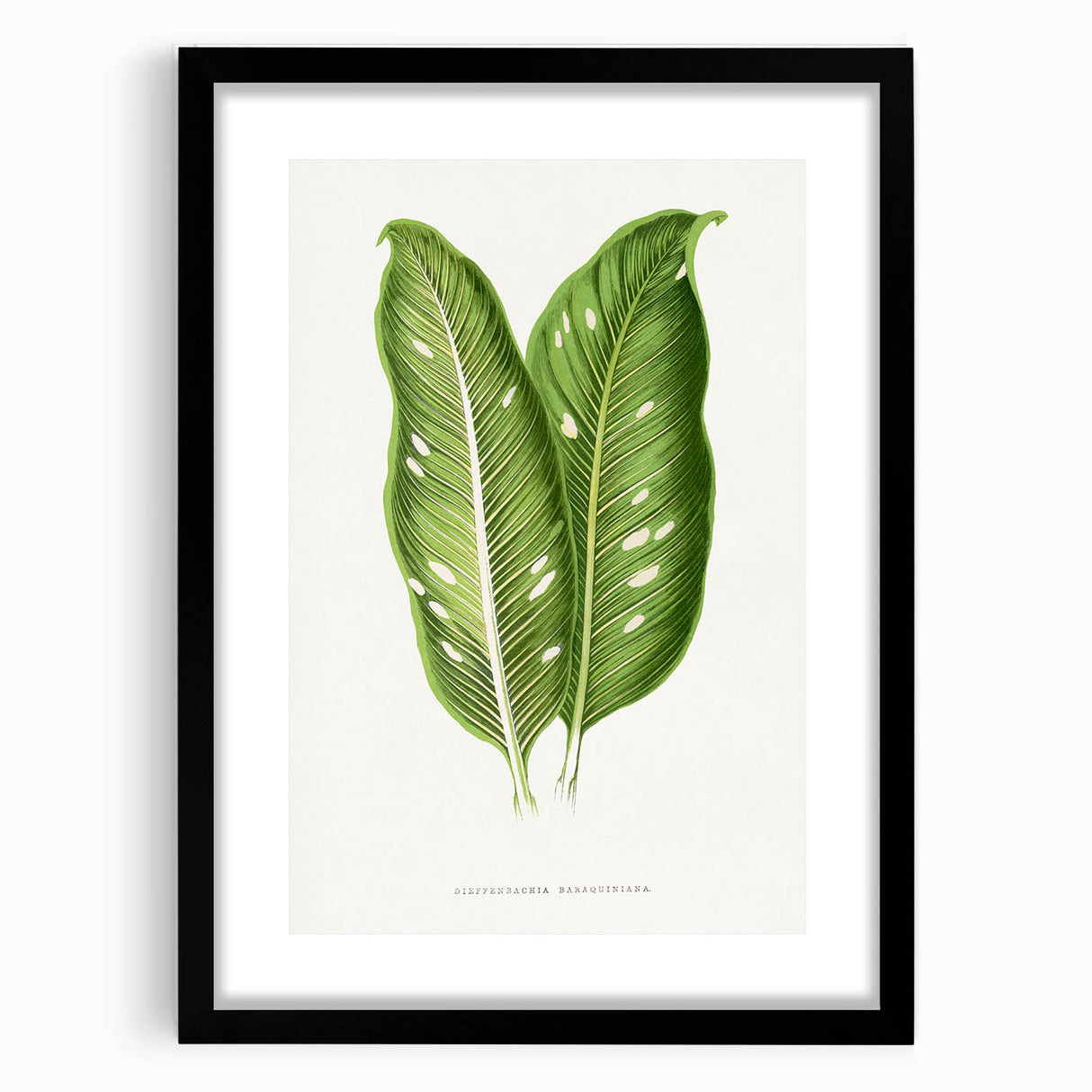 Classic Romantic Art: Green Dieffenbachia Leaf Illustration Print