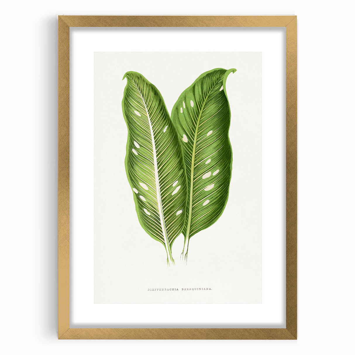 Classic Romantic Art: Green Dieffenbachia Leaf Illustration Print