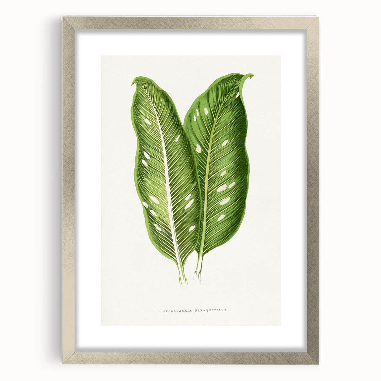 Classic Romantic Art: Green Dieffenbachia Leaf Illustration Print
