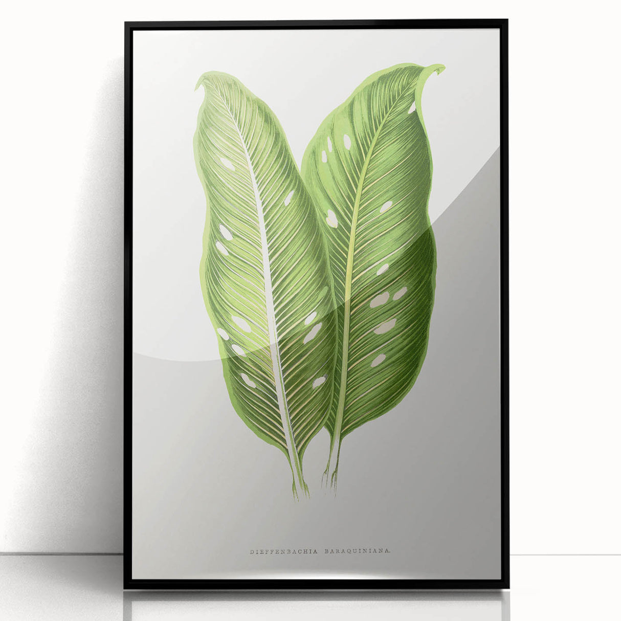 Classic Romantic Art: Green Dieffenbachia Leaf Illustration Print