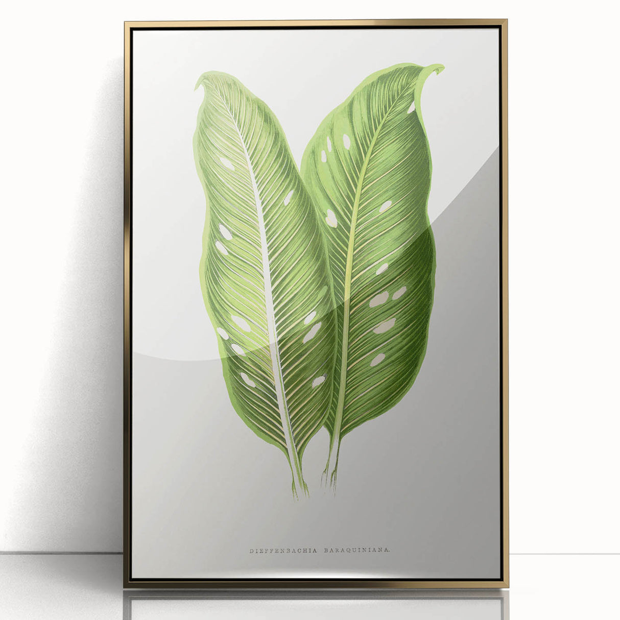 Classic Romantic Art: Green Dieffenbachia Leaf Illustration Print
