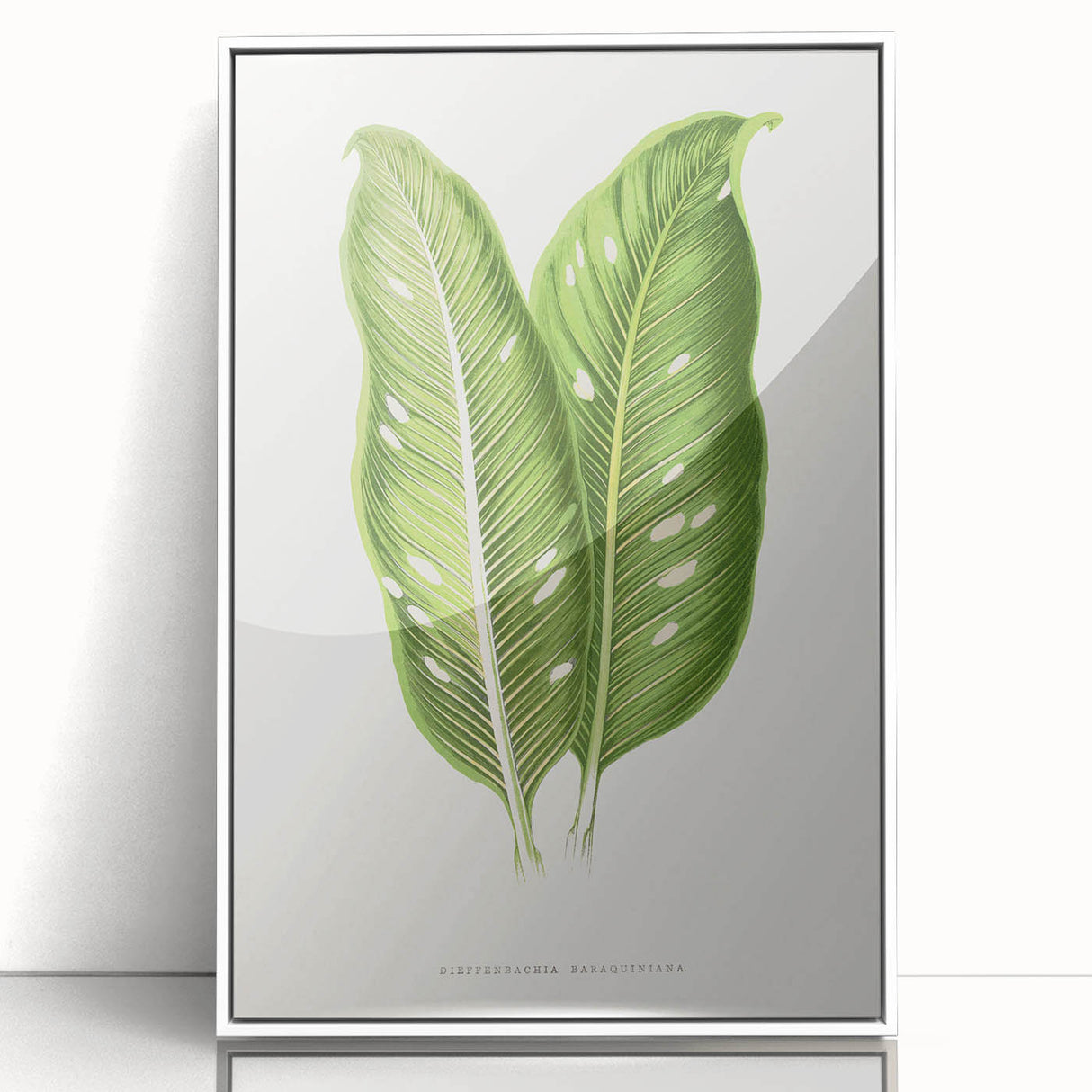 Classic Romantic Art: Green Dieffenbachia Leaf Illustration Print