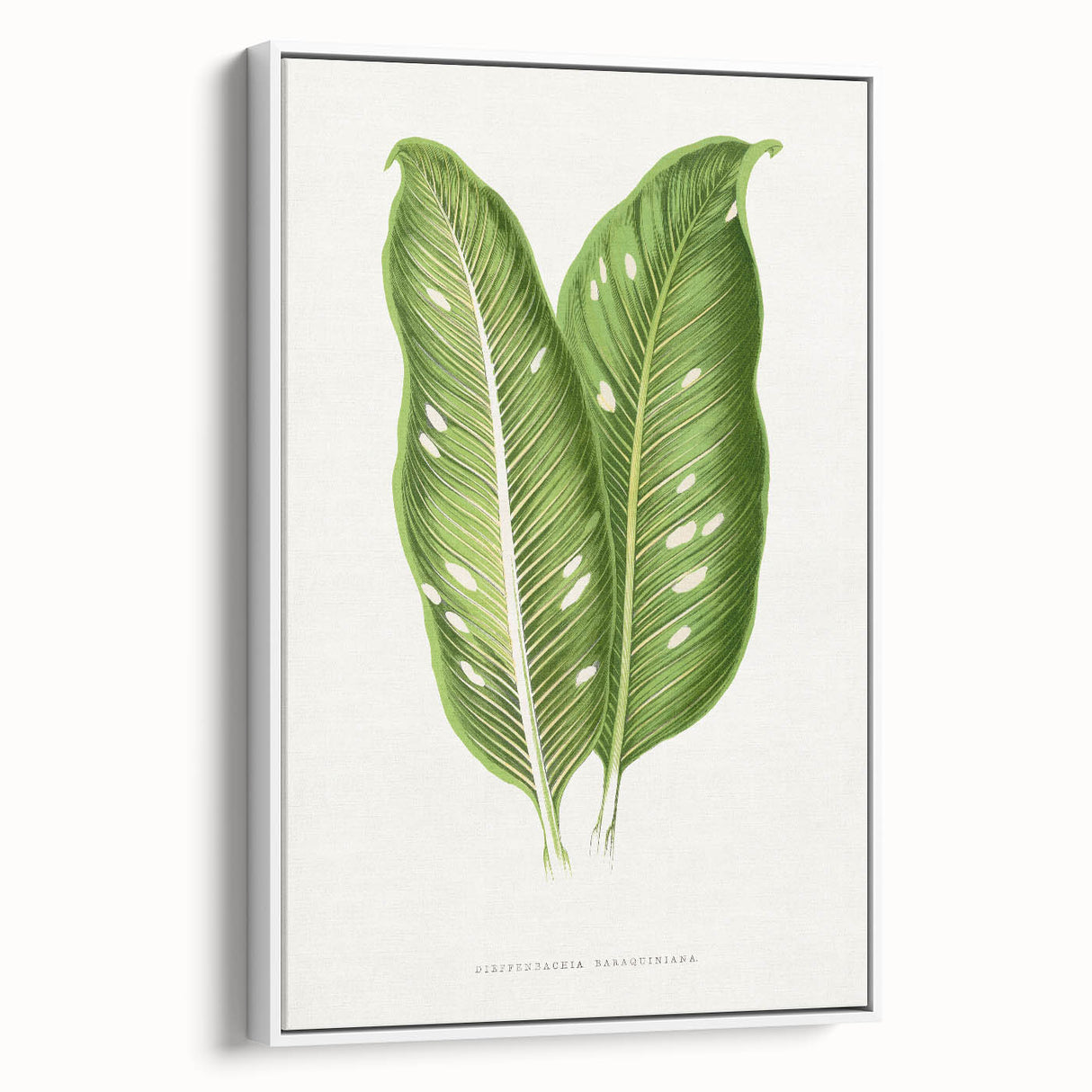 Classic Romantic Art: Green Dieffenbachia Leaf Illustration Print
