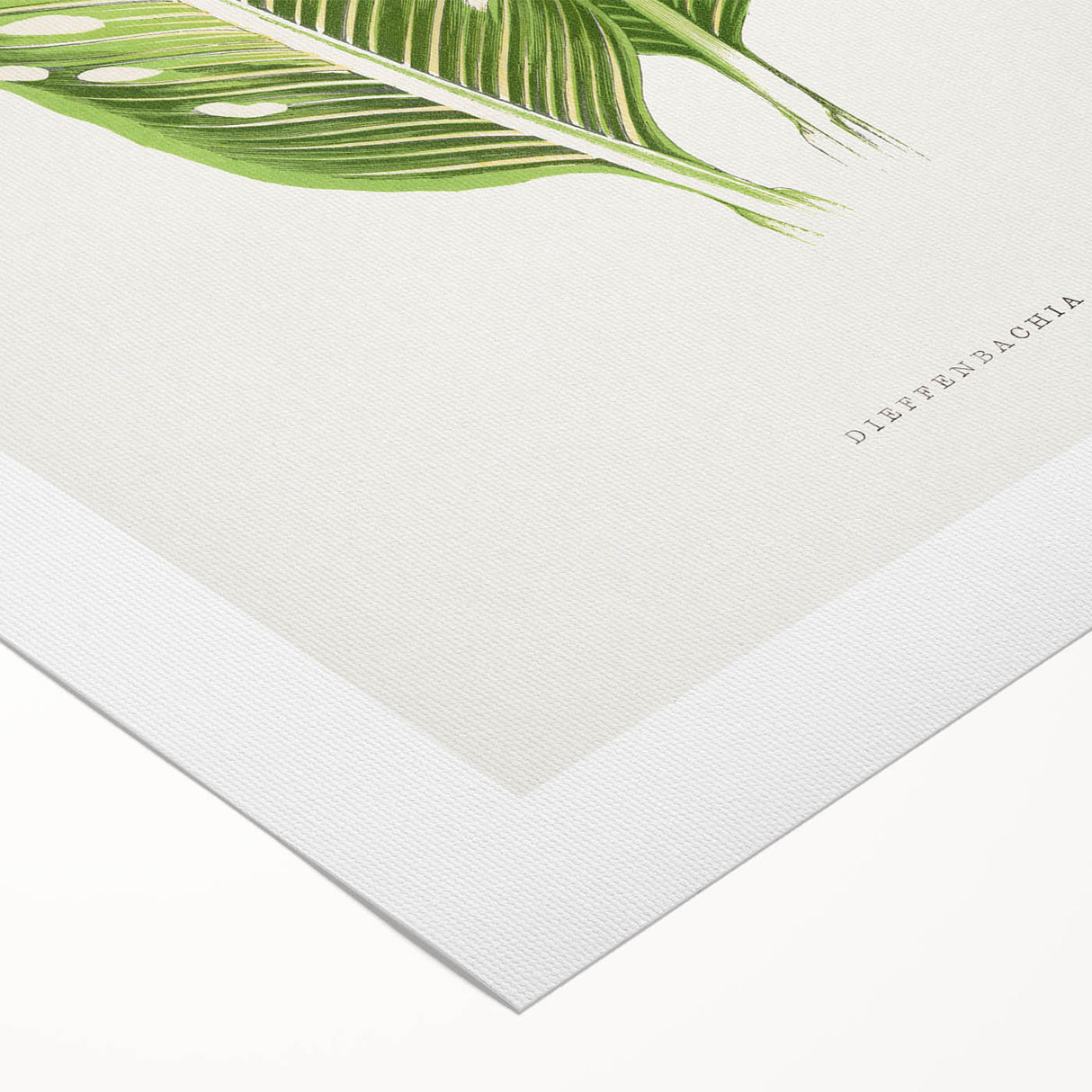 Classic Romantic Art: Green Dieffenbachia Leaf Illustration Print