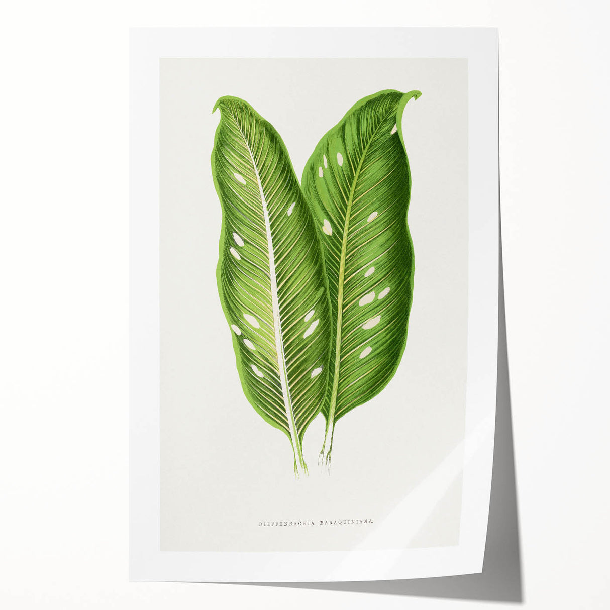 Classic Romantic Art: Green Dieffenbachia Leaf Illustration Print