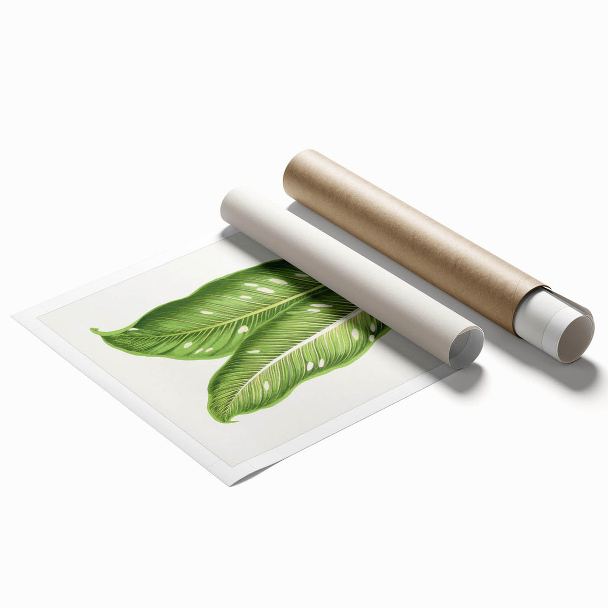 Classic Romantic Art: Green Dieffenbachia Leaf Illustration Print