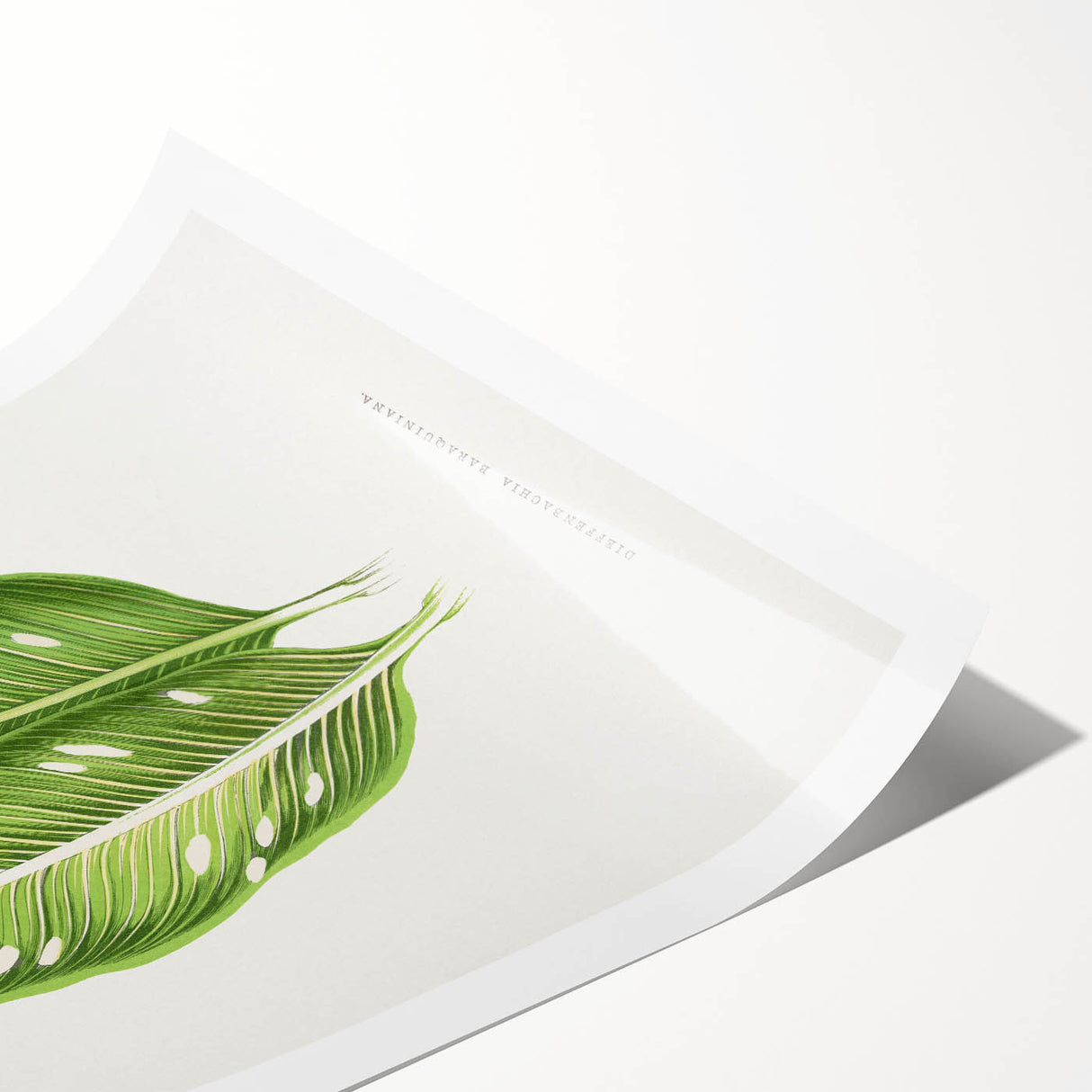 Classic Romantic Art: Green Dieffenbachia Leaf Illustration Print