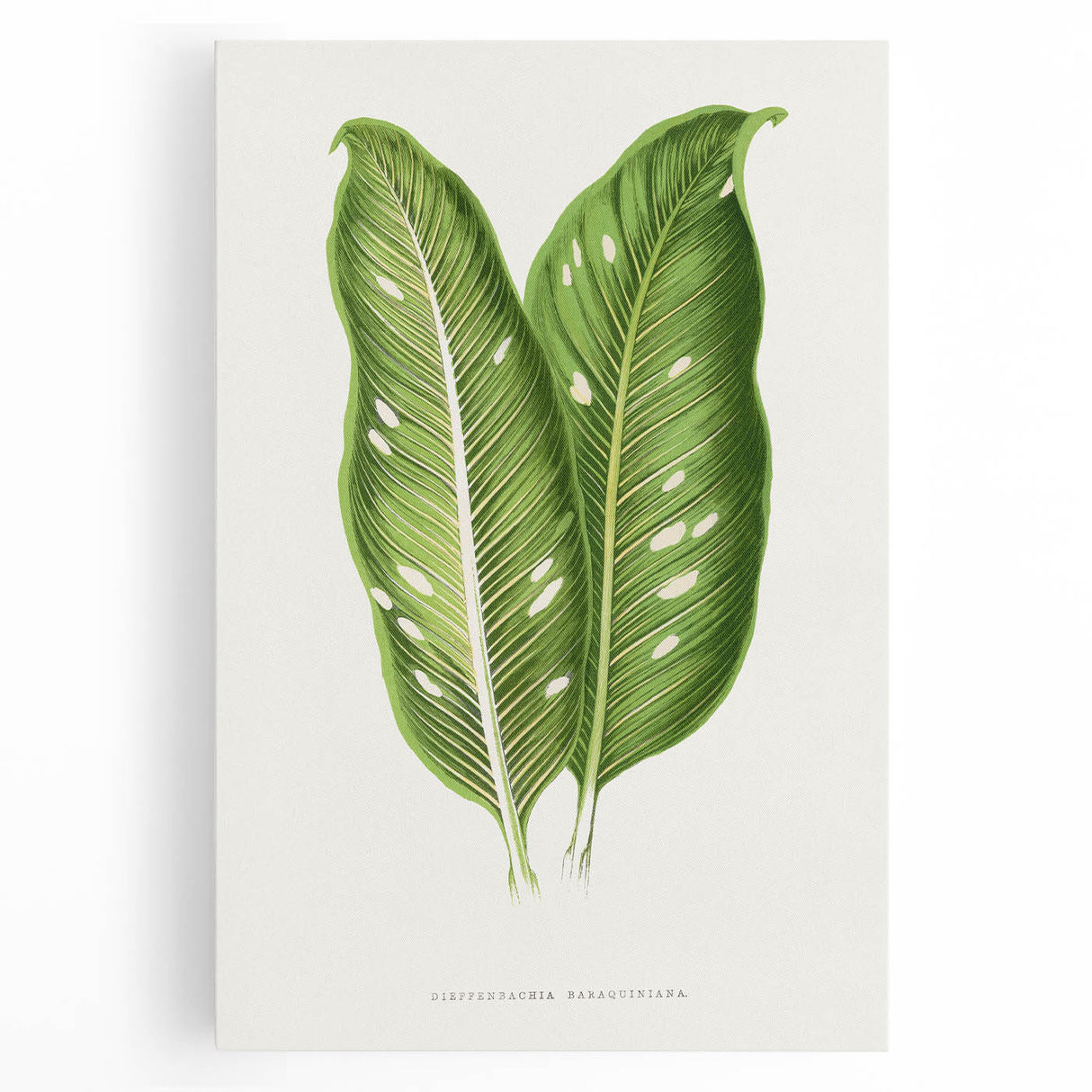 Classic Romantic Art: Green Dieffenbachia Leaf Illustration Print
