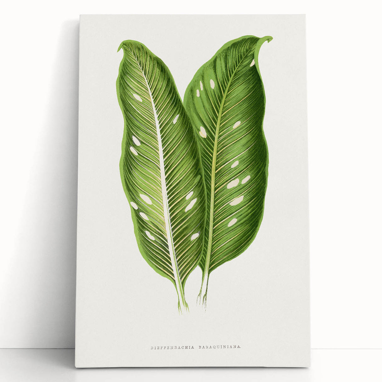 Classic Romantic Art: Green Dieffenbachia Leaf Illustration Print