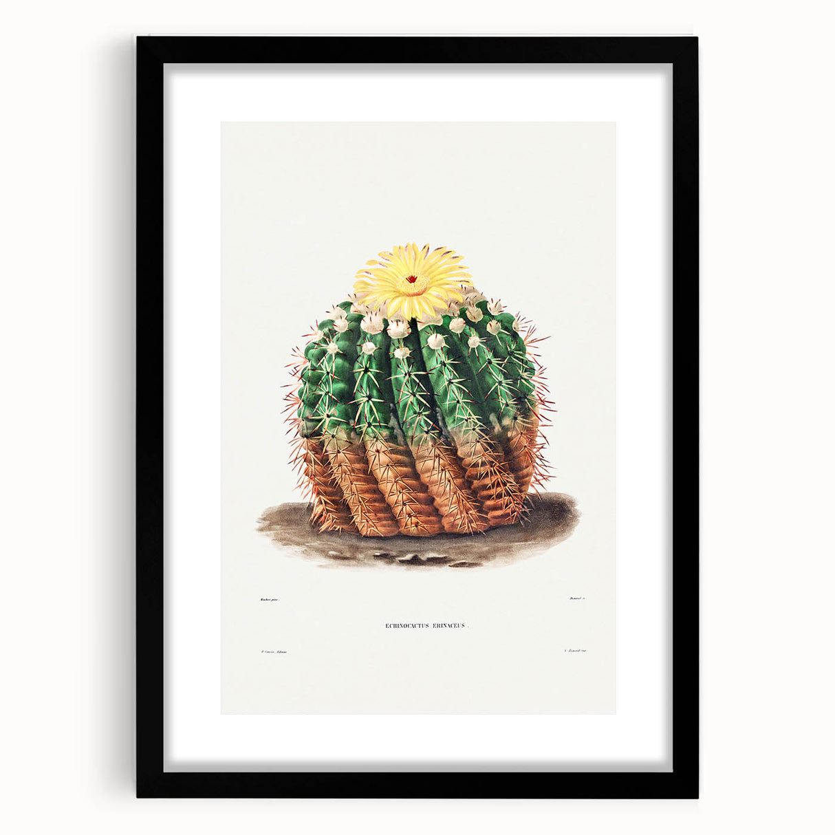 Romantic Era Art: Golden Barrel Cactus Botanical Illustration Print