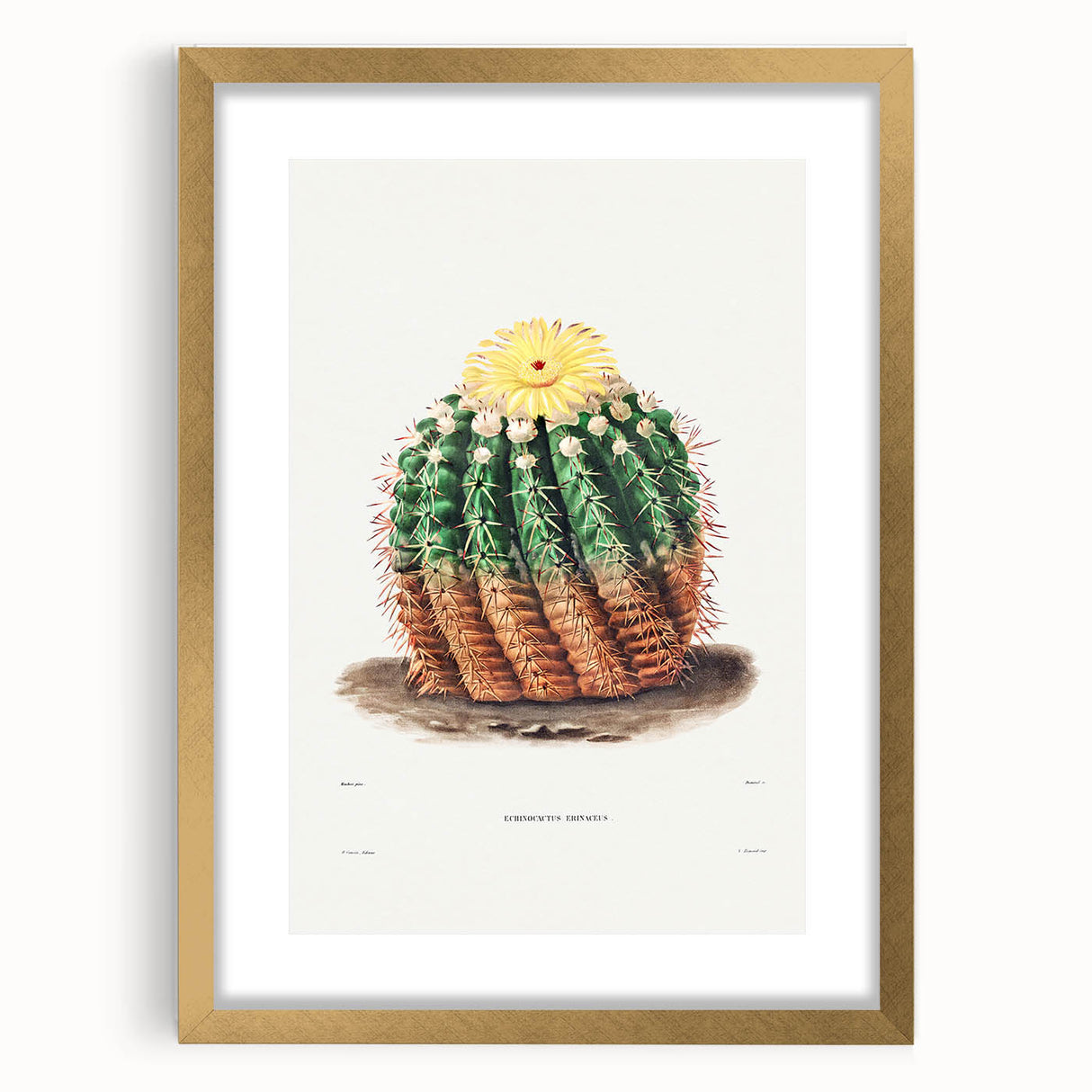 Romantic Era Art: Golden Barrel Cactus Botanical Illustration Print