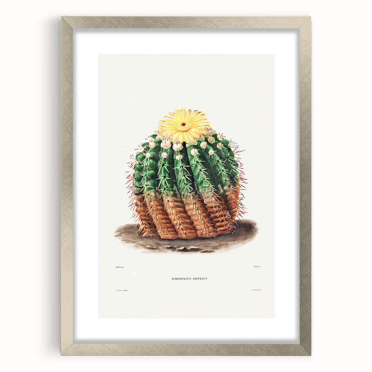 Romantic Era Art: Golden Barrel Cactus Botanical Illustration Print