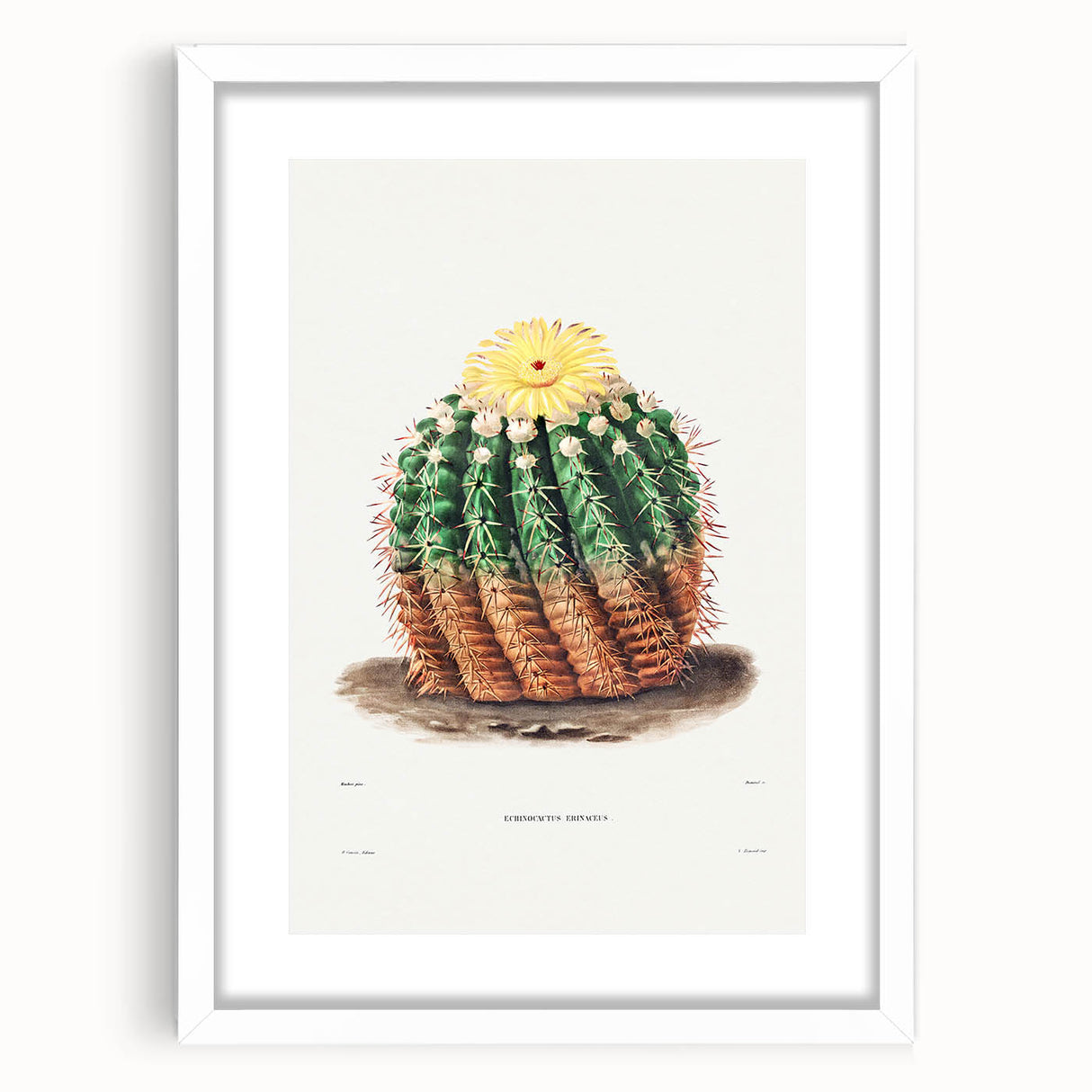 Romantic Era Art: Golden Barrel Cactus Botanical Illustration Print