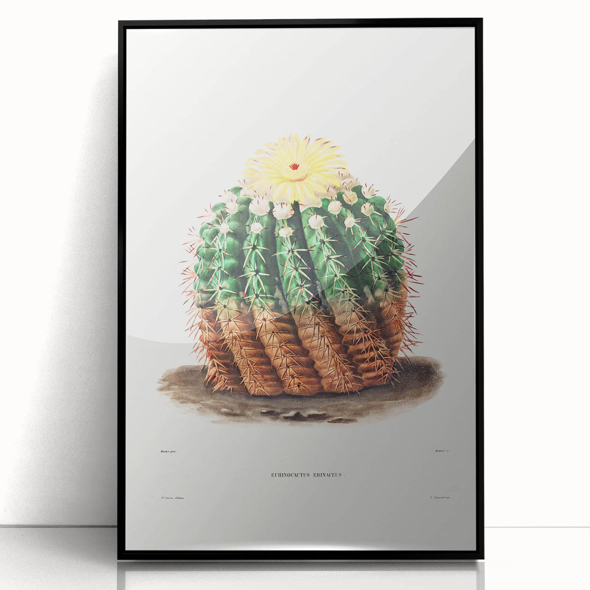 Romantic Era Art: Golden Barrel Cactus Botanical Illustration Print