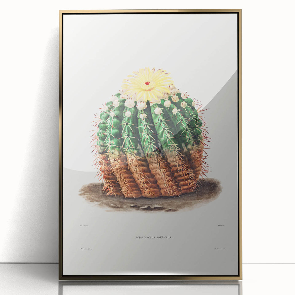 Romantic Era Art: Golden Barrel Cactus Botanical Illustration Print