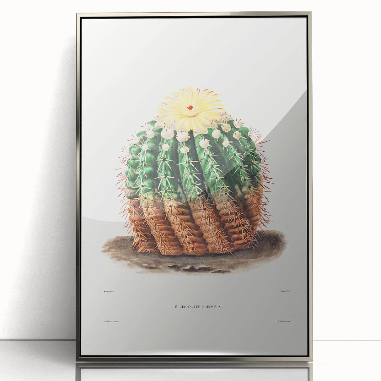 Romantic Era Art: Golden Barrel Cactus Botanical Illustration Print