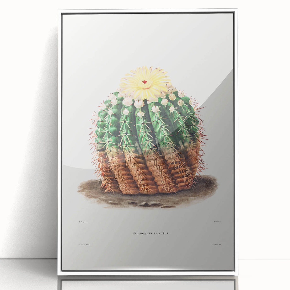 Romantic Era Art: Golden Barrel Cactus Botanical Illustration Print