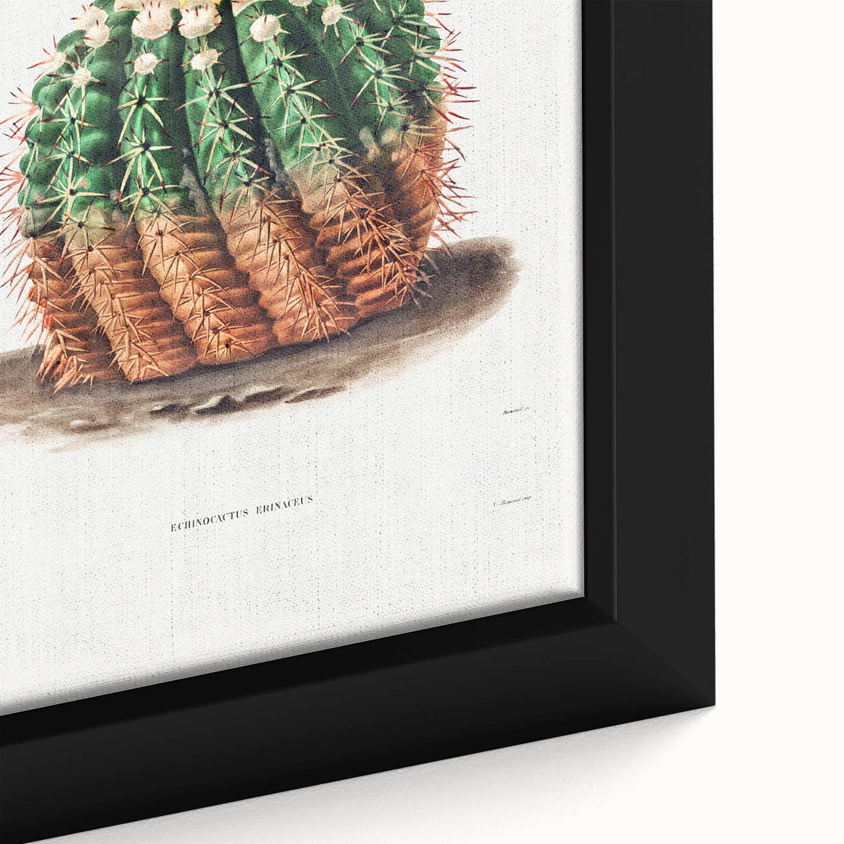 Romantic Era Art: Golden Barrel Cactus Botanical Illustration Print