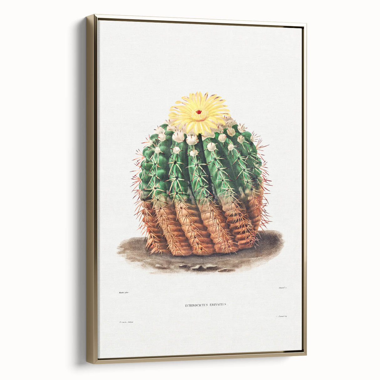 Romantic Era Art: Golden Barrel Cactus Botanical Illustration Print