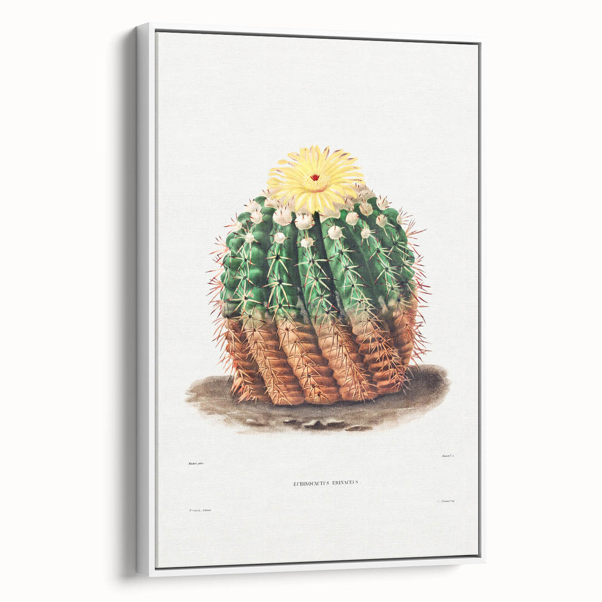 Romantic Era Art: Golden Barrel Cactus Botanical Illustration Print