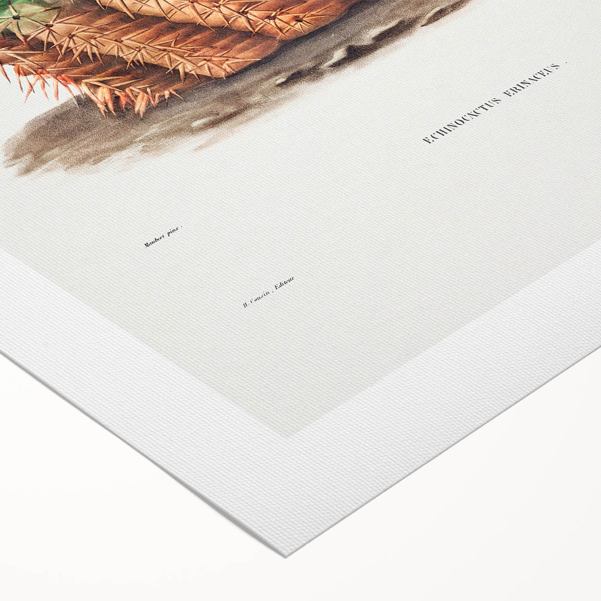 Romantic Era Art: Golden Barrel Cactus Botanical Illustration Print