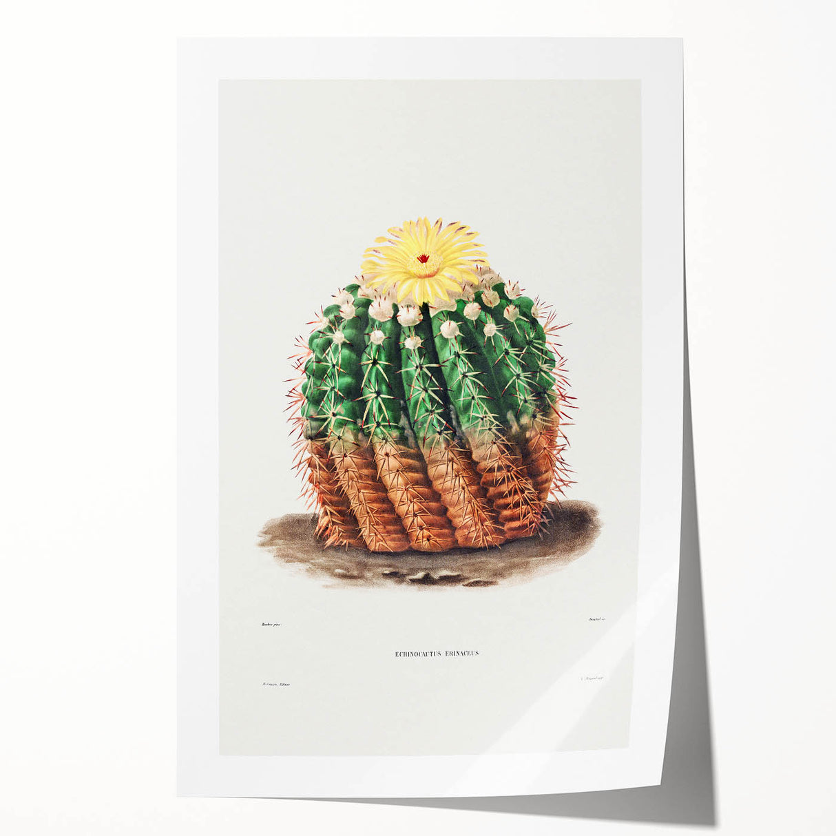 Romantic Era Art: Golden Barrel Cactus Botanical Illustration Print