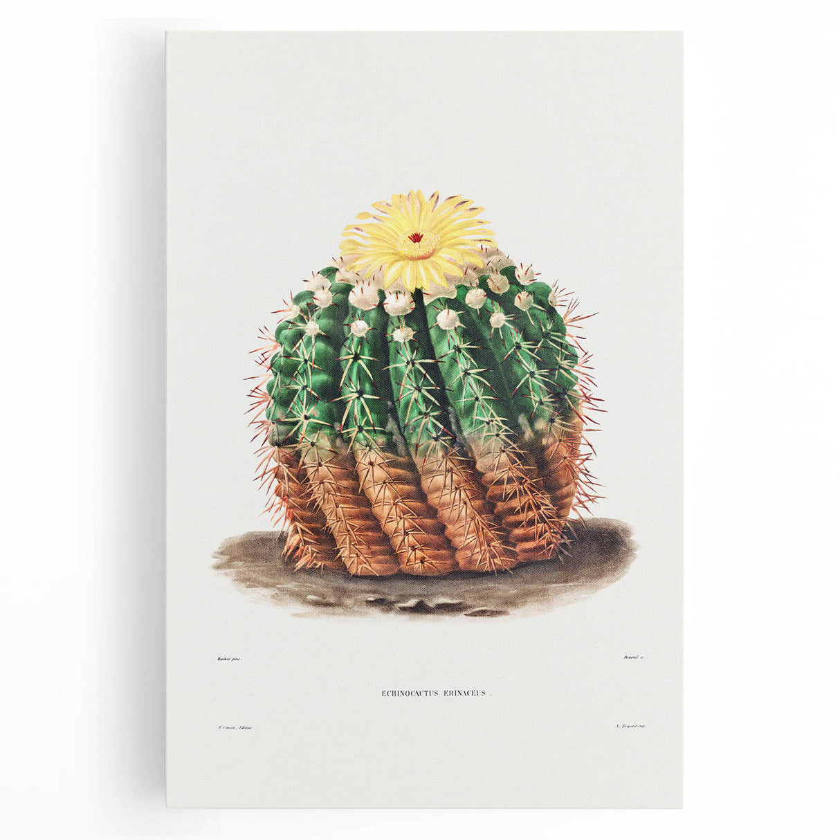 Romantic Era Art: Golden Barrel Cactus Botanical Illustration Print