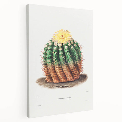 Romantic Era Art: Golden Barrel Cactus Botanical Illustration Print