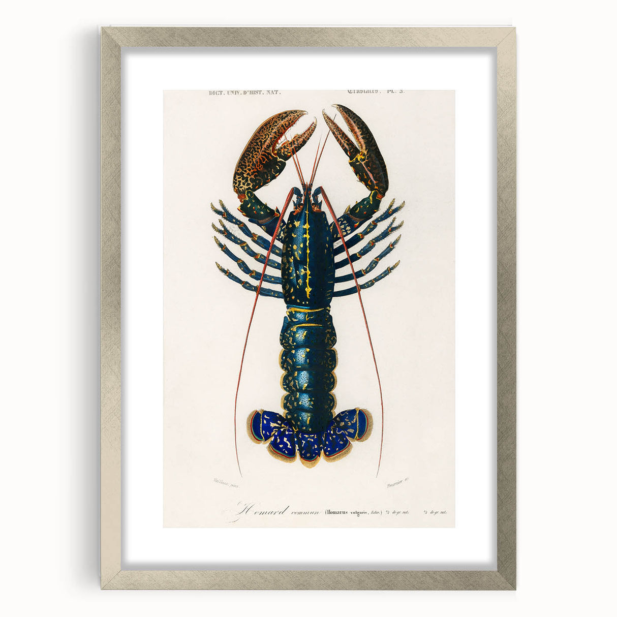 Romantic Era Art: Blue Lobster Illustration by Charles Dessalines d’Orbigny