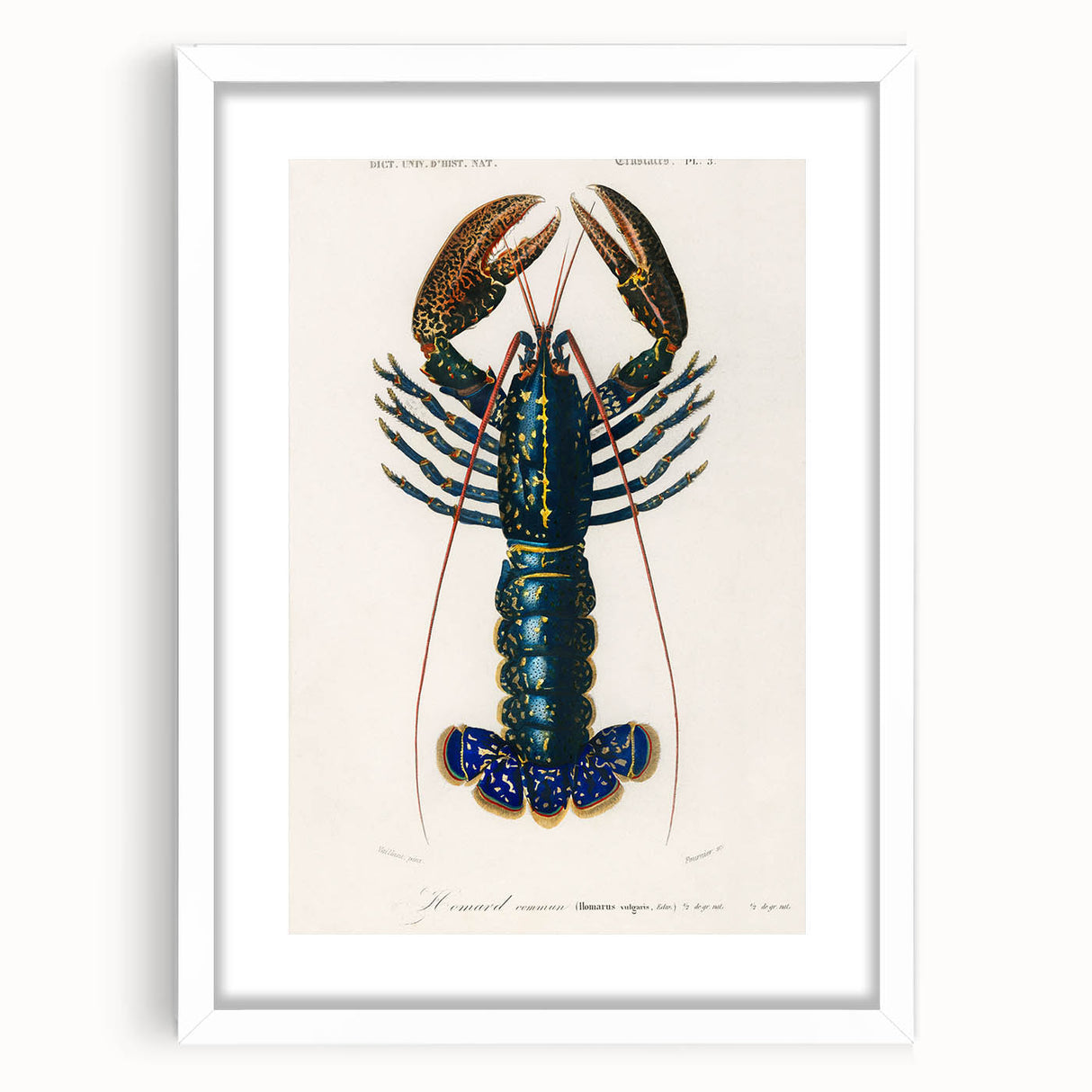 Romantic Era Art: Blue Lobster Illustration by Charles Dessalines d’Orbigny