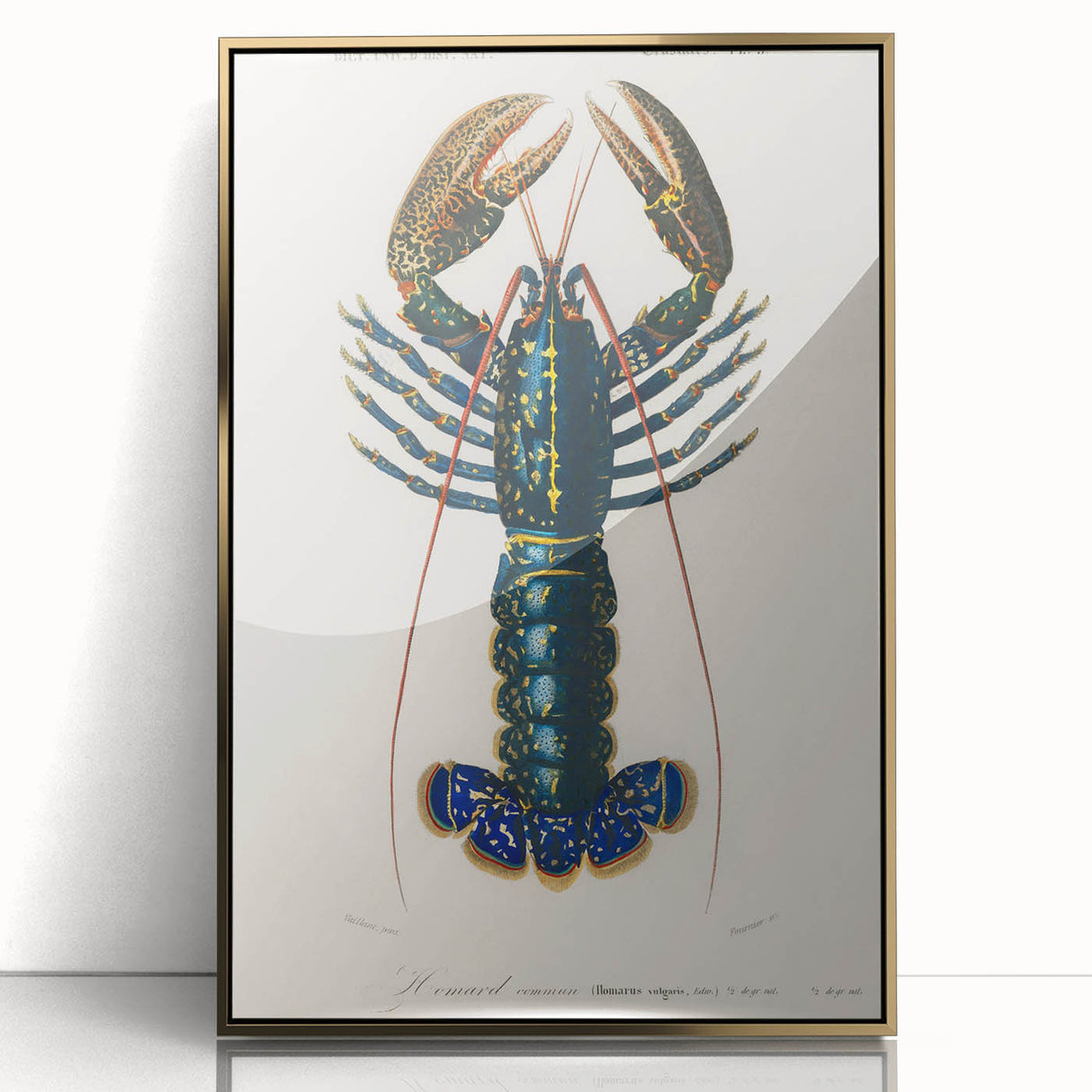 Romantic Era Art: Blue Lobster Illustration by Charles Dessalines d’Orbigny