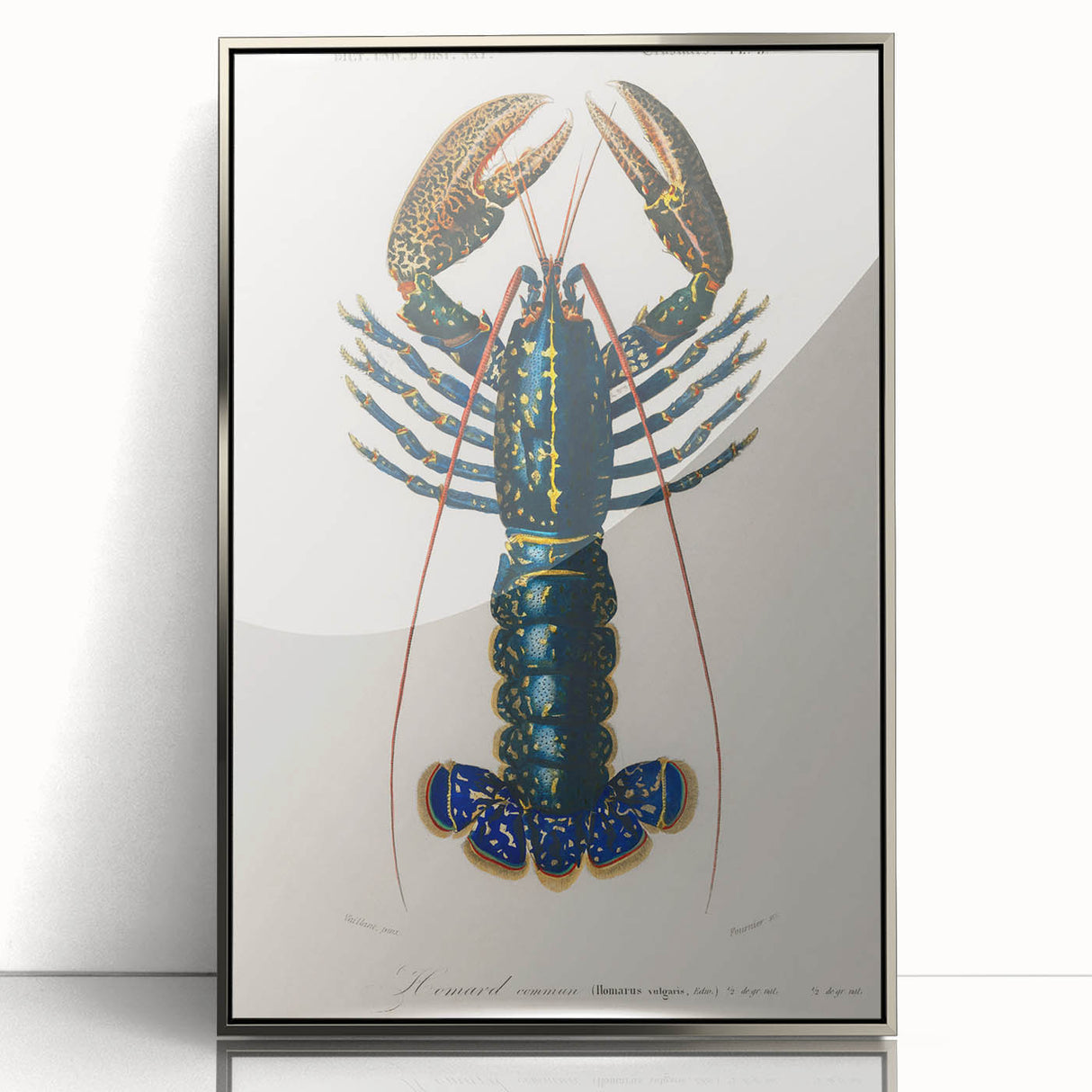 Romantic Era Art: Blue Lobster Illustration by Charles Dessalines d’Orbigny