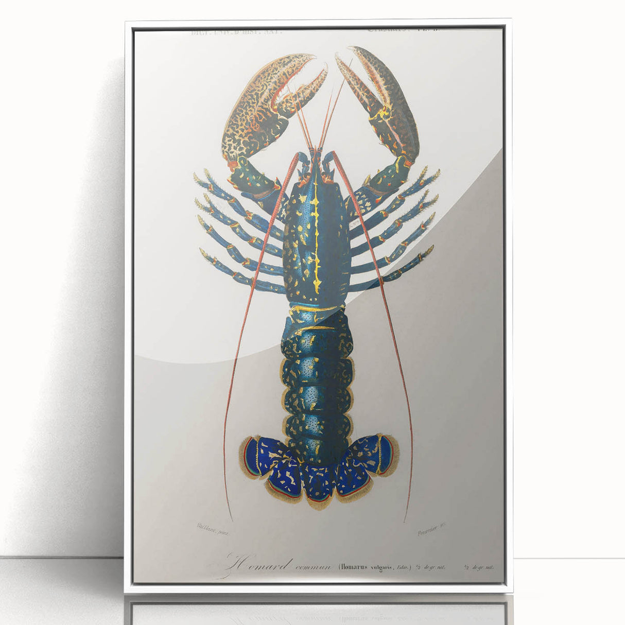 Romantic Era Art: Blue Lobster Illustration by Charles Dessalines d’Orbigny