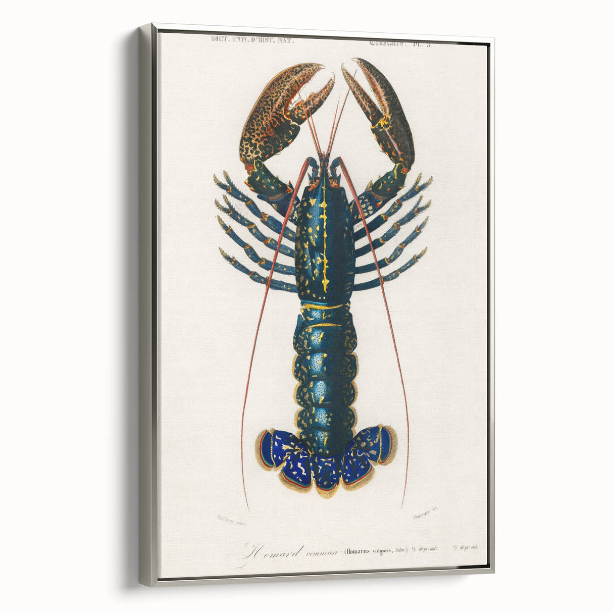 Romantic Era Art: Blue Lobster Illustration by Charles Dessalines d’Orbigny