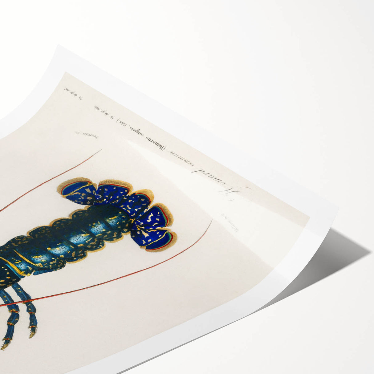 Romantic Era Art: Blue Lobster Illustration by Charles Dessalines d’Orbigny