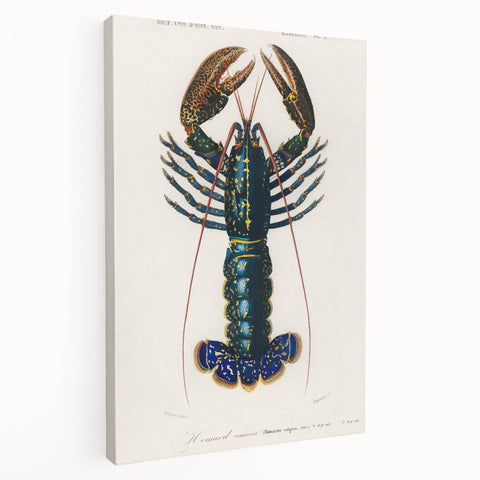 Romantic Era Art: Blue Lobster Illustration by Charles Dessalines d’Orbigny