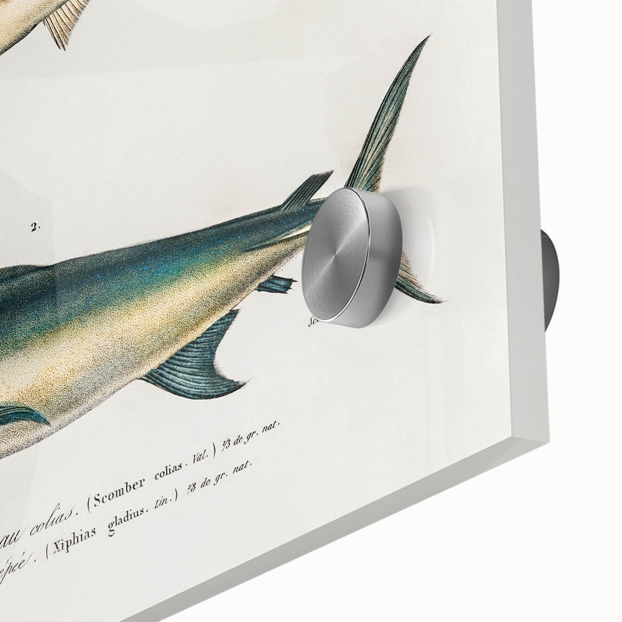 Romantic Era Art: Fish Illustrations by Charles Dessalines d’Orbigny