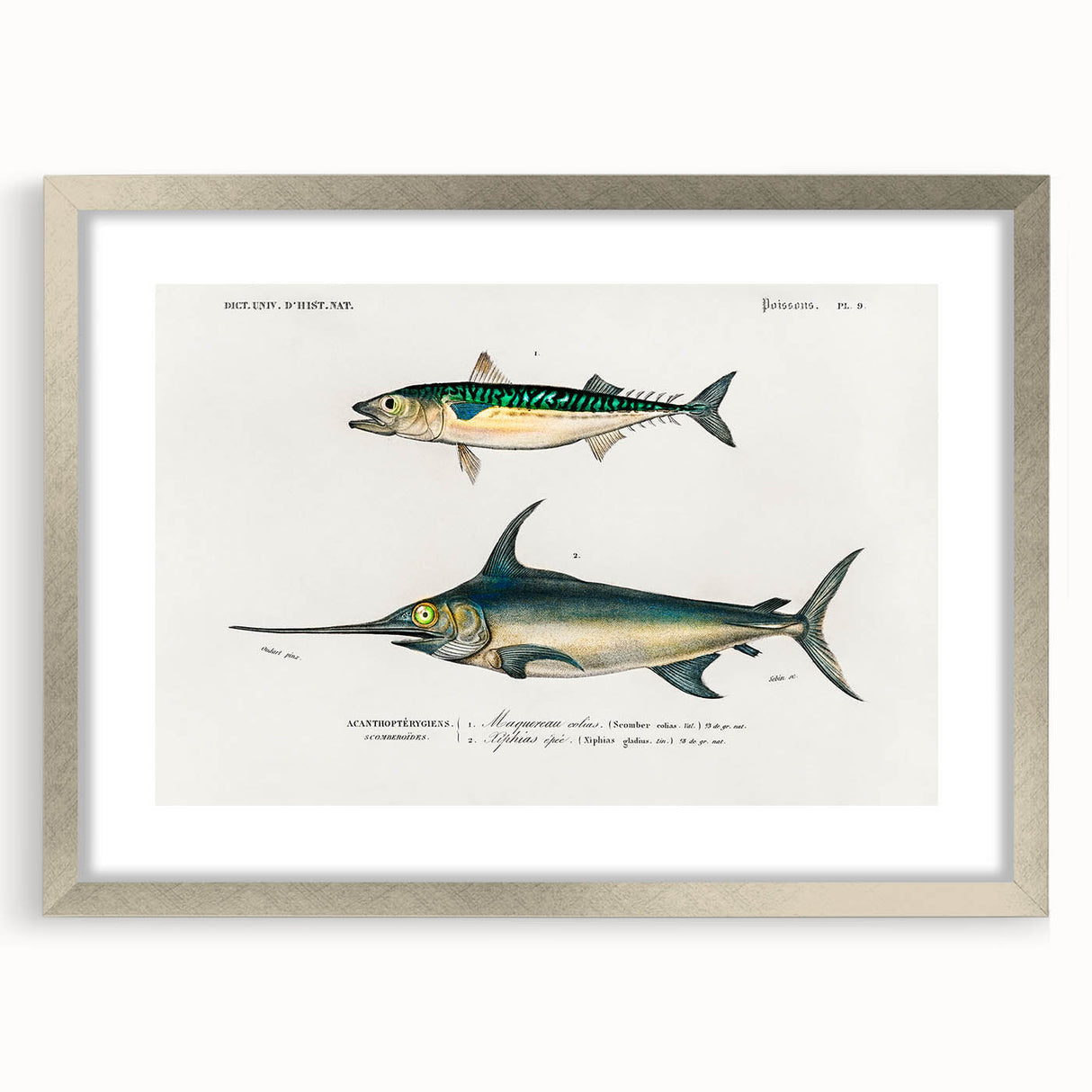 Romantic Era Art: Fish Illustrations by Charles Dessalines d’Orbigny