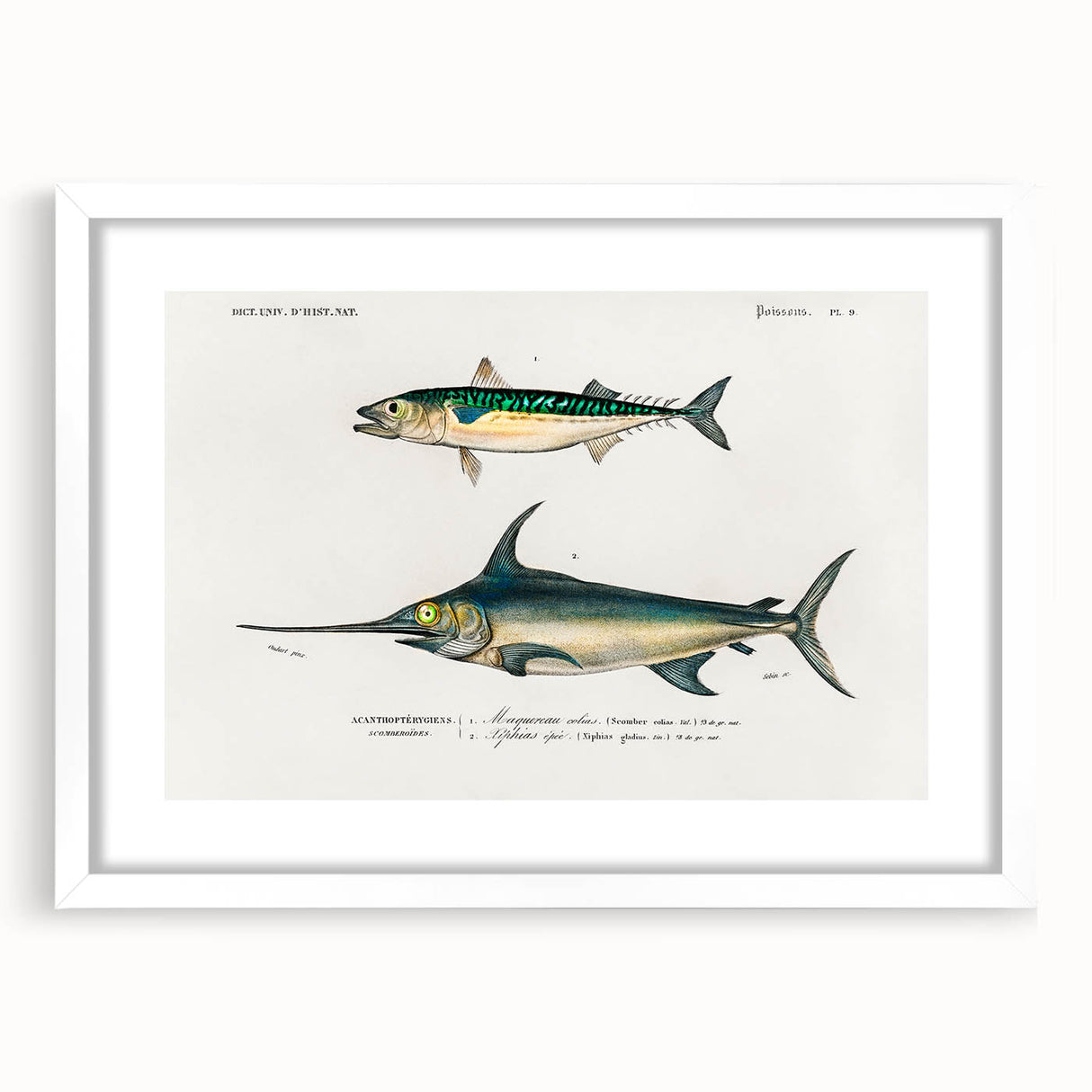 Romantic Era Art: Fish Illustrations by Charles Dessalines d’Orbigny