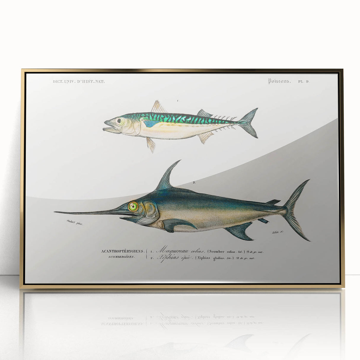 Romantic Era Art: Fish Illustrations by Charles Dessalines d’Orbigny