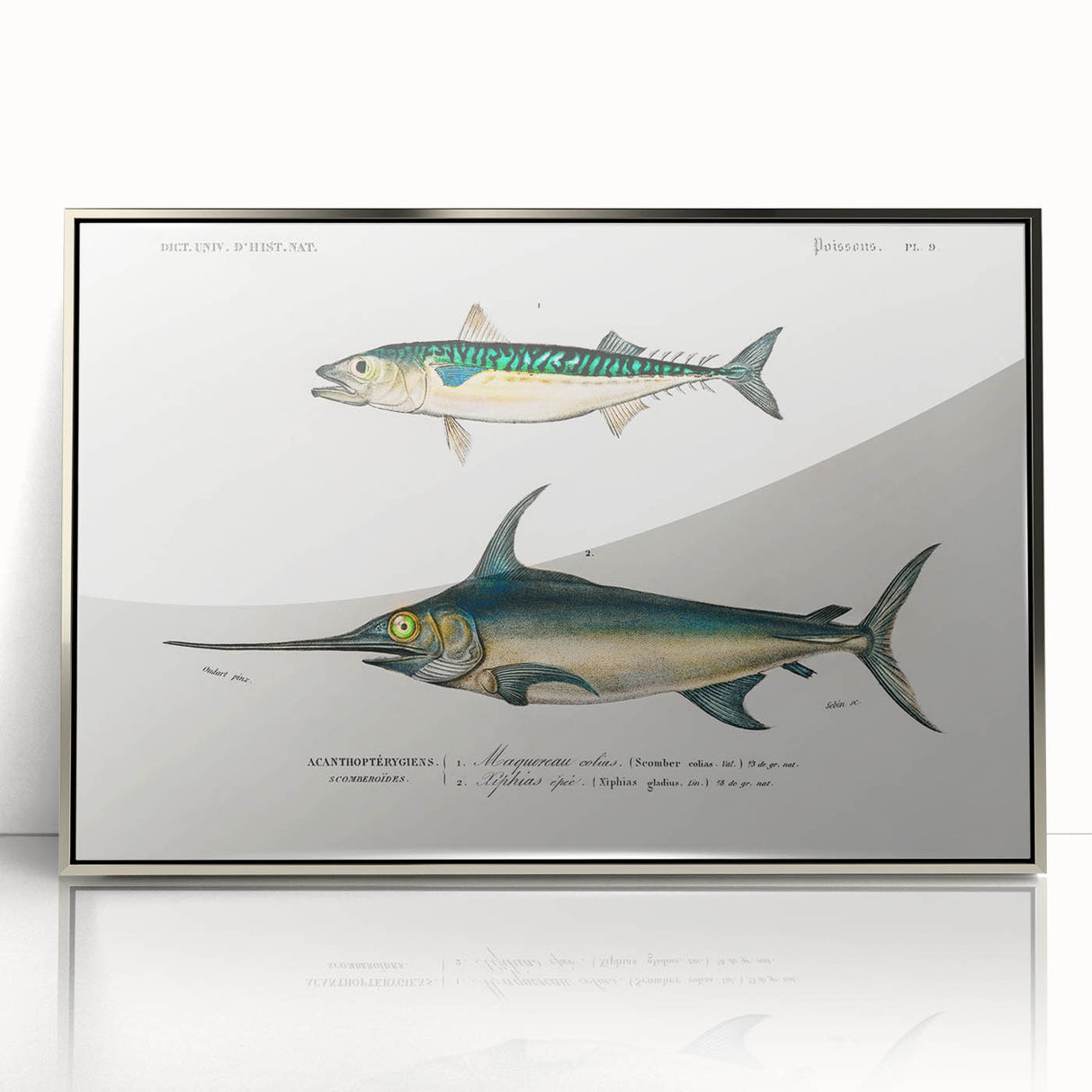 Romantic Era Art: Fish Illustrations by Charles Dessalines d’Orbigny