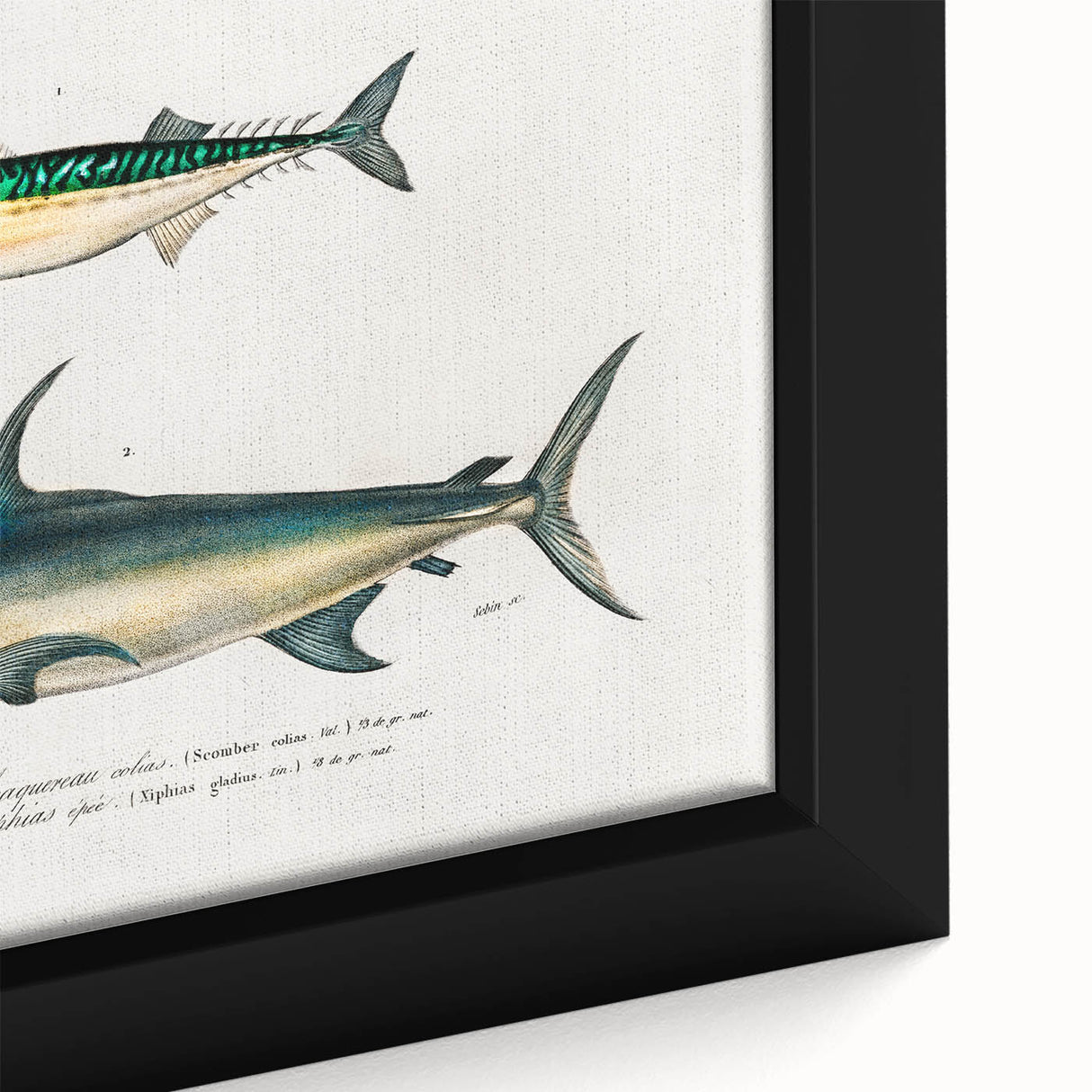 Romantic Era Art: Fish Illustrations by Charles Dessalines d’Orbigny