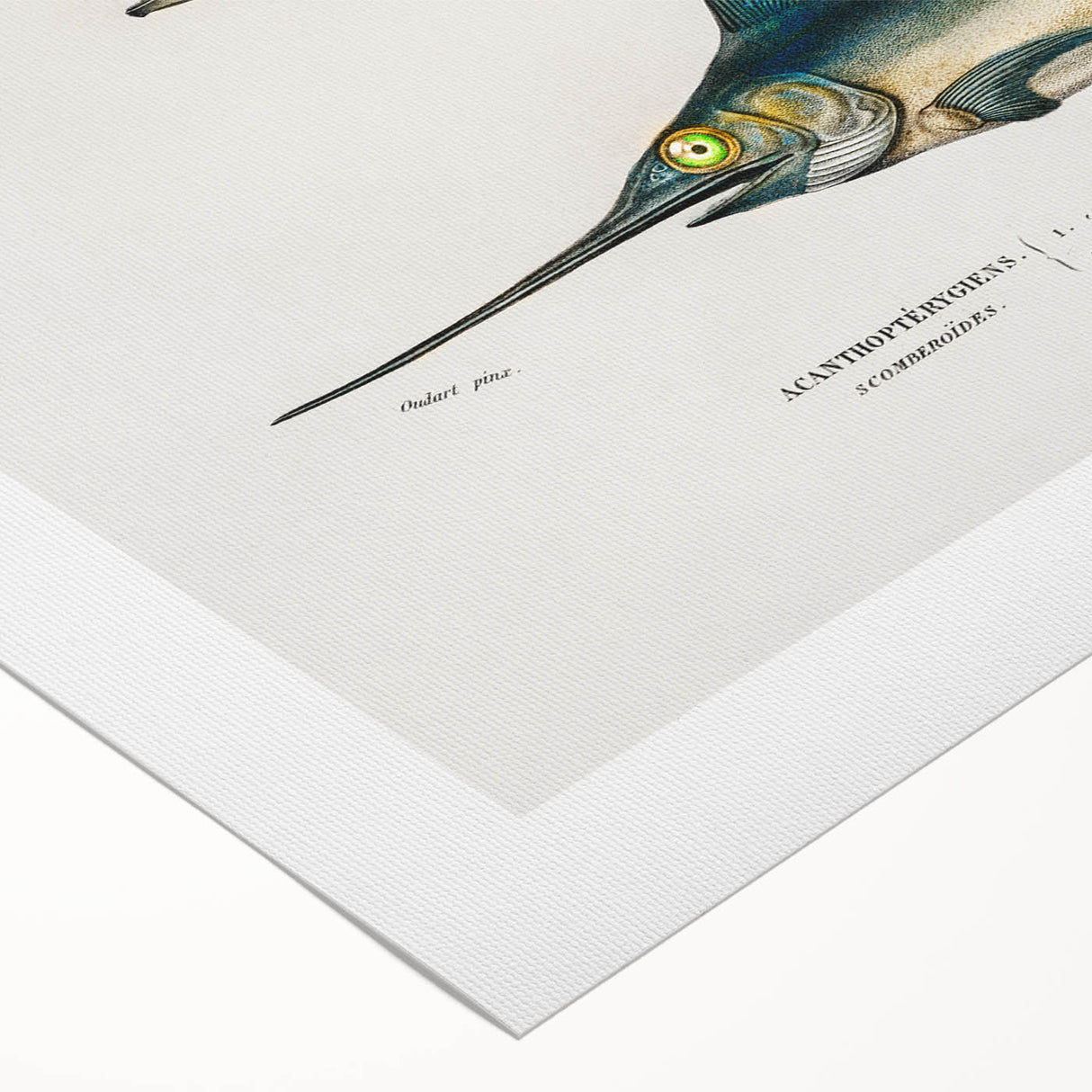 Romantic Era Art: Fish Illustrations by Charles Dessalines d’Orbigny