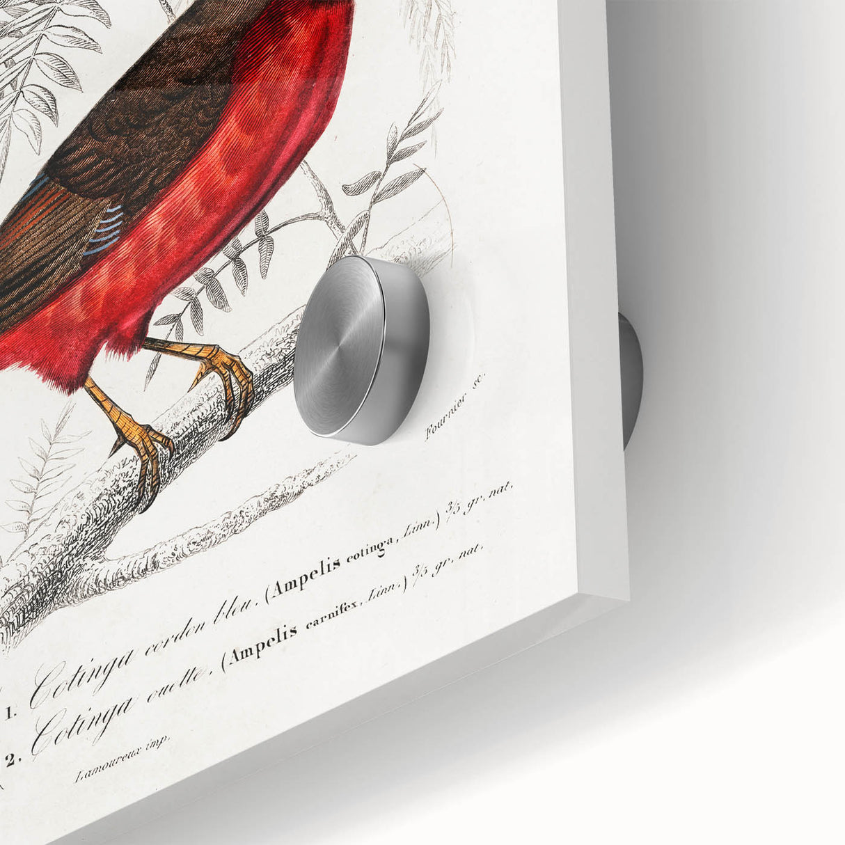 Romantic Era Art: Exotic Bird Illustrations by Charles Dessalines d’Orbigny